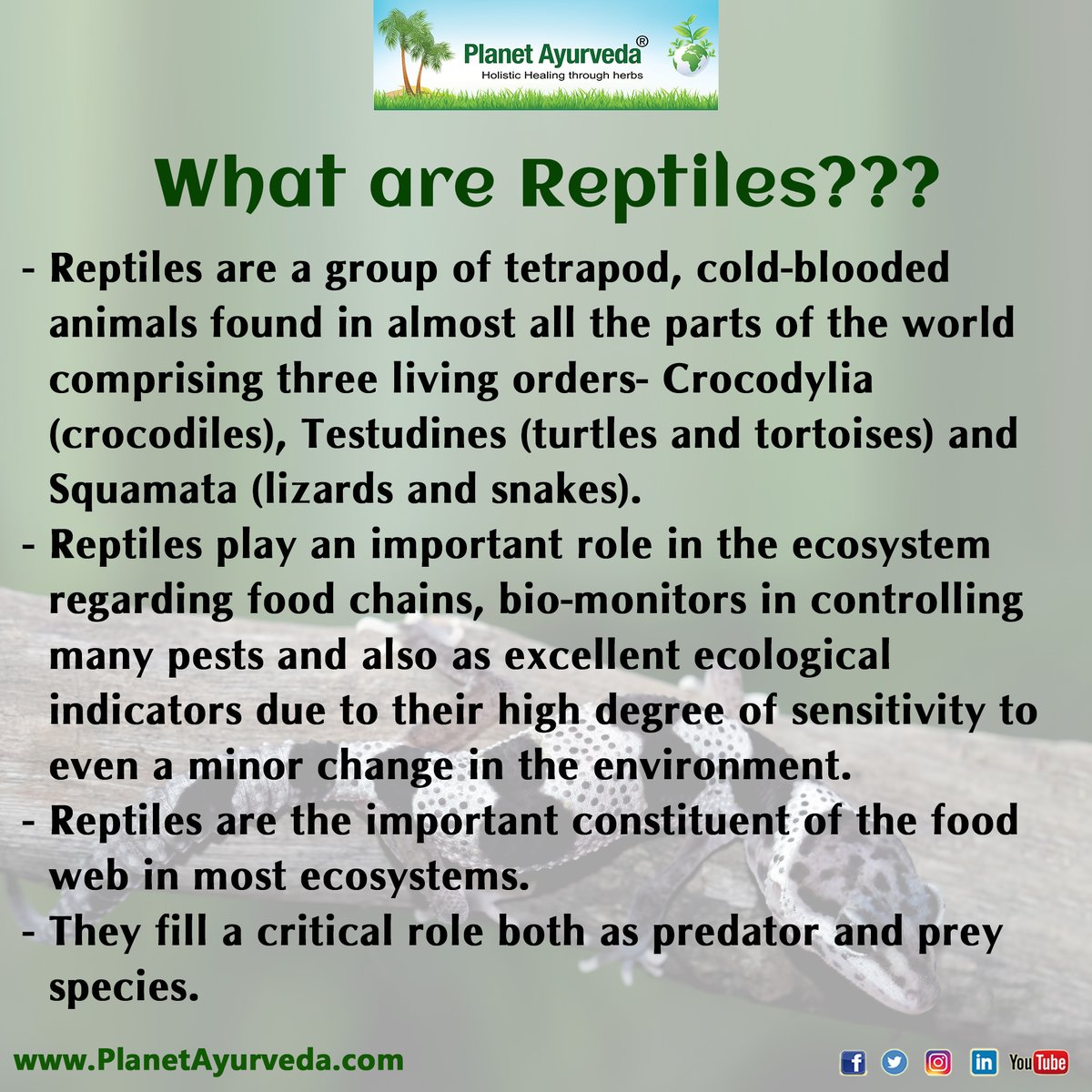 PlanetAyurveda4's tweet photo. World Lizard Day - 14th August
#WorldLizardDay #LizardDay #Lizard #Reptiles #Lizards #HappyWorldLizardDay #HappyLizardDay https://t.co/ivg68Yktif