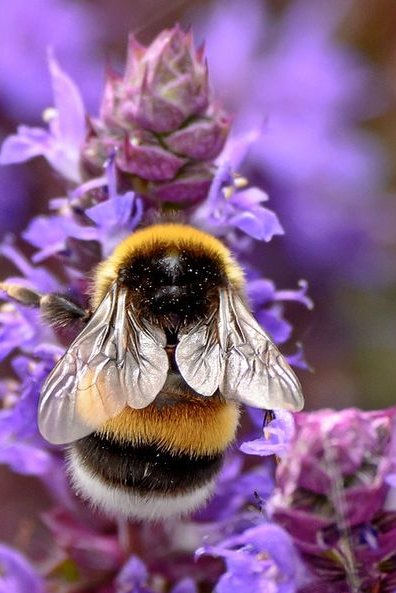 JulieParker144's tweet photo. The threats to honey bee health can be divided into four general areas: parasites and pests, pathogens, poor nutrition, and sublethal exposure to pesticides. 
https://t.co/RV2zcxt6ae #HoneyBees #SaveTheBeesPlease https://t.co/v1IVbWSh29
