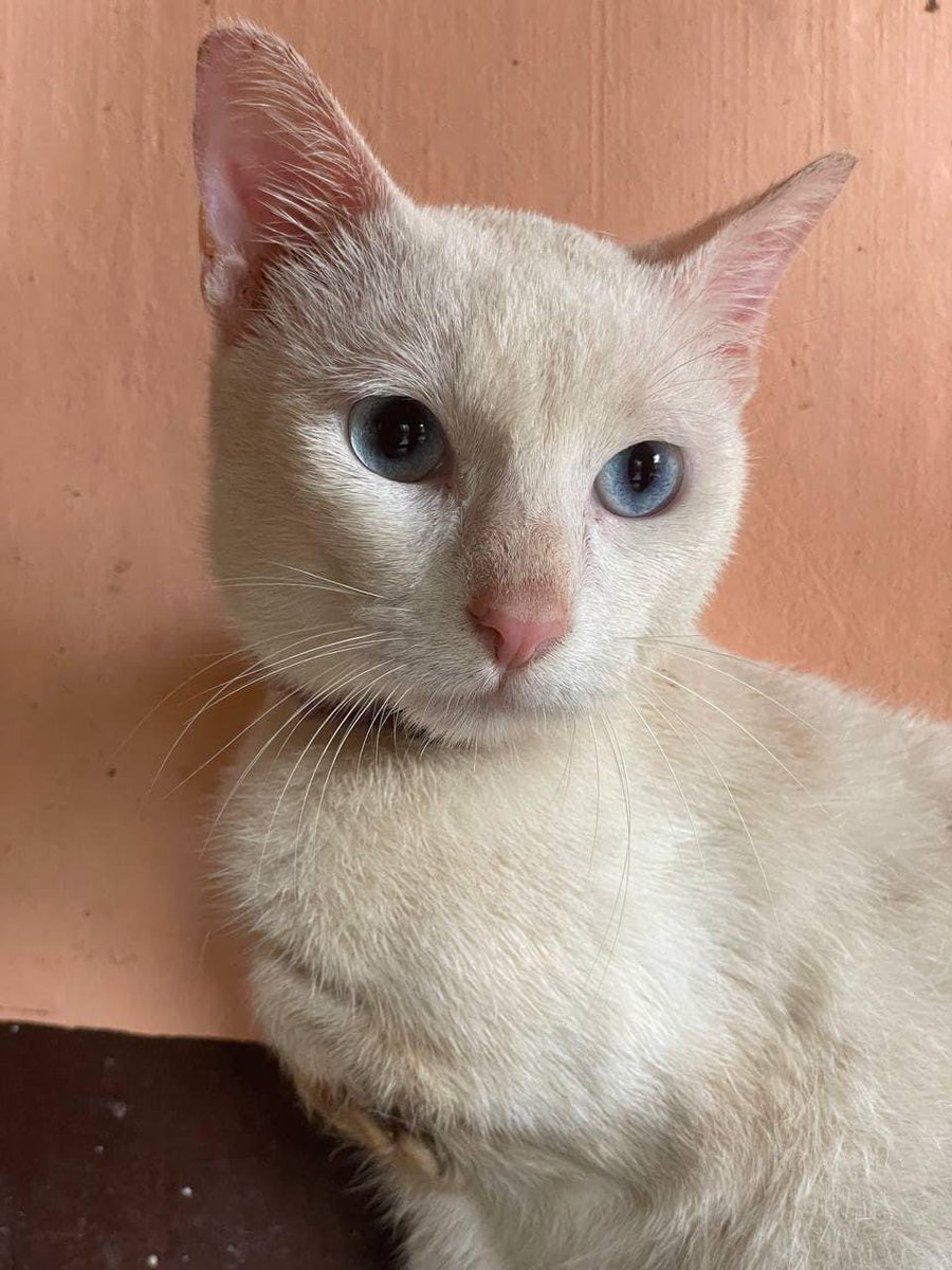 bibbui0425's tweet photo. Hello fellow filo bubbles, whoβs also a catdad/catmom, this kitty needs a furever home. Heβs up for adoption at @pawssionproject. Alex was left alone at a carwash becoz of his disability (3-legged cat).
P.S. He looks like Mino btw.
#bubblepets #BuildJakapan #BibleWichapas https://t.co/pzrXtyzY1h