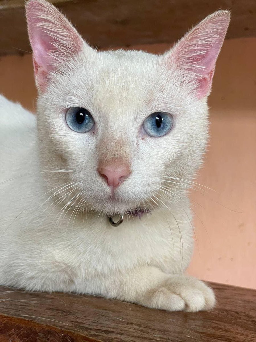 bibbui0425's tweet photo. Hello fellow filo bubbles, whoβs also a catdad/catmom, this kitty needs a furever home. Heβs up for adoption at @pawssionproject. Alex was left alone at a carwash becoz of his disability (3-legged cat).
P.S. He looks like Mino btw.
#bubblepets #BuildJakapan #BibleWichapas https://t.co/pzrXtyzY1h