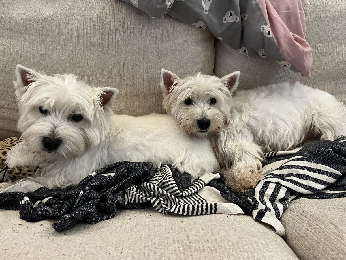 hellodollydog's tweet photo. Snuggling https://t.co/2MWCZM8CYz