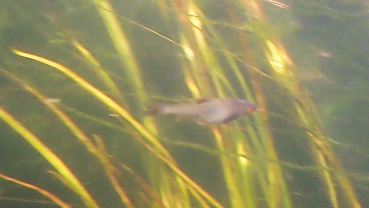 numenini's tweet photo. Also in the Little Ouse upstream of Brandon saw a Roach looking like it has dropsy? And some very chunky looking large Roach that I wondered if are hybrids with Chub? Quite a few small Chub too. #roach #chalkstreams #littleouse #breckland #norfolk #Suffolk #freshwaterfishes
4/5 https://t.co/9XAInba4ZB