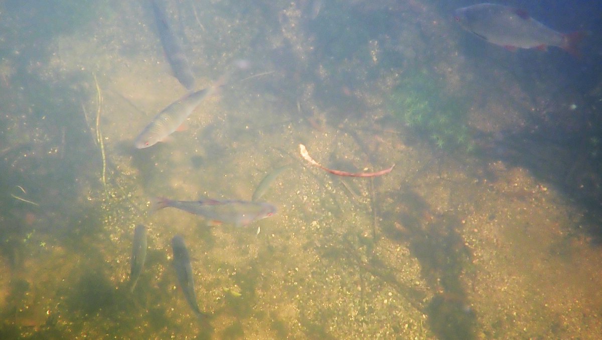 numenini's tweet photo. Also in the Little Ouse upstream of Brandon saw a Roach looking like it has dropsy? And some very chunky looking large Roach that I wondered if are hybrids with Chub? Quite a few small Chub too. #roach #chalkstreams #littleouse #breckland #norfolk #Suffolk #freshwaterfishes
4/5 https://t.co/9XAInba4ZB