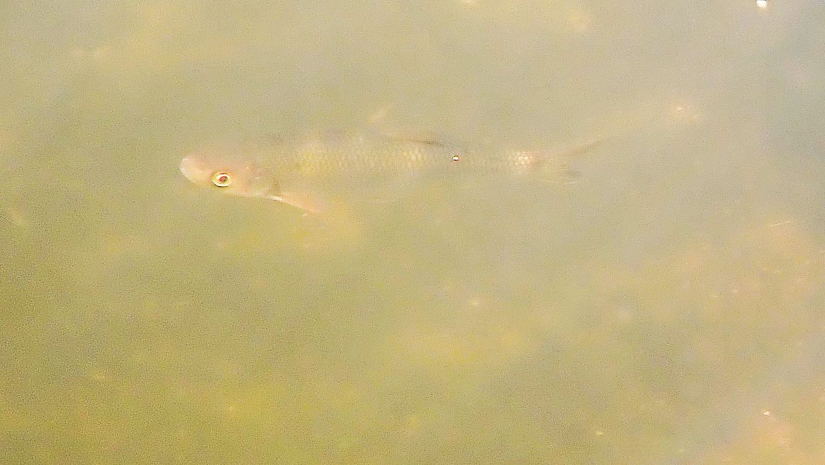 numenini's tweet photo. Also in the Little Ouse upstream of Brandon saw a Roach looking like it has dropsy? And some very chunky looking large Roach that I wondered if are hybrids with Chub? Quite a few small Chub too. #roach #chalkstreams #littleouse #breckland #norfolk #Suffolk #freshwaterfishes
4/5 https://t.co/9XAInba4ZB