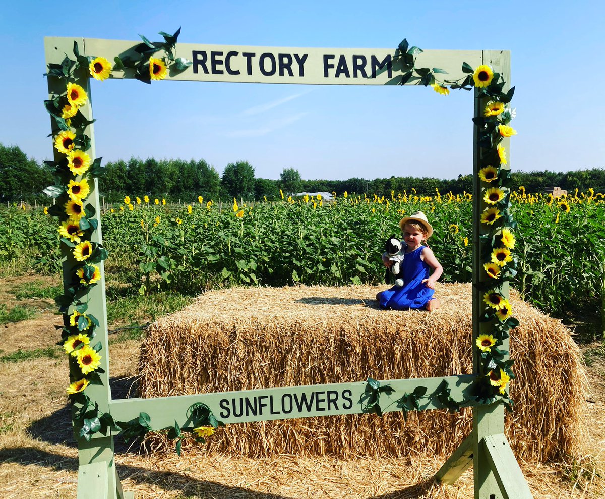 Danielle_Newby's tweet photo. Our first sunflower field of today #rectoryfarm #stantonstjohn #oxfordshire #earlybirds https://t.co/c8UXvyWGvl