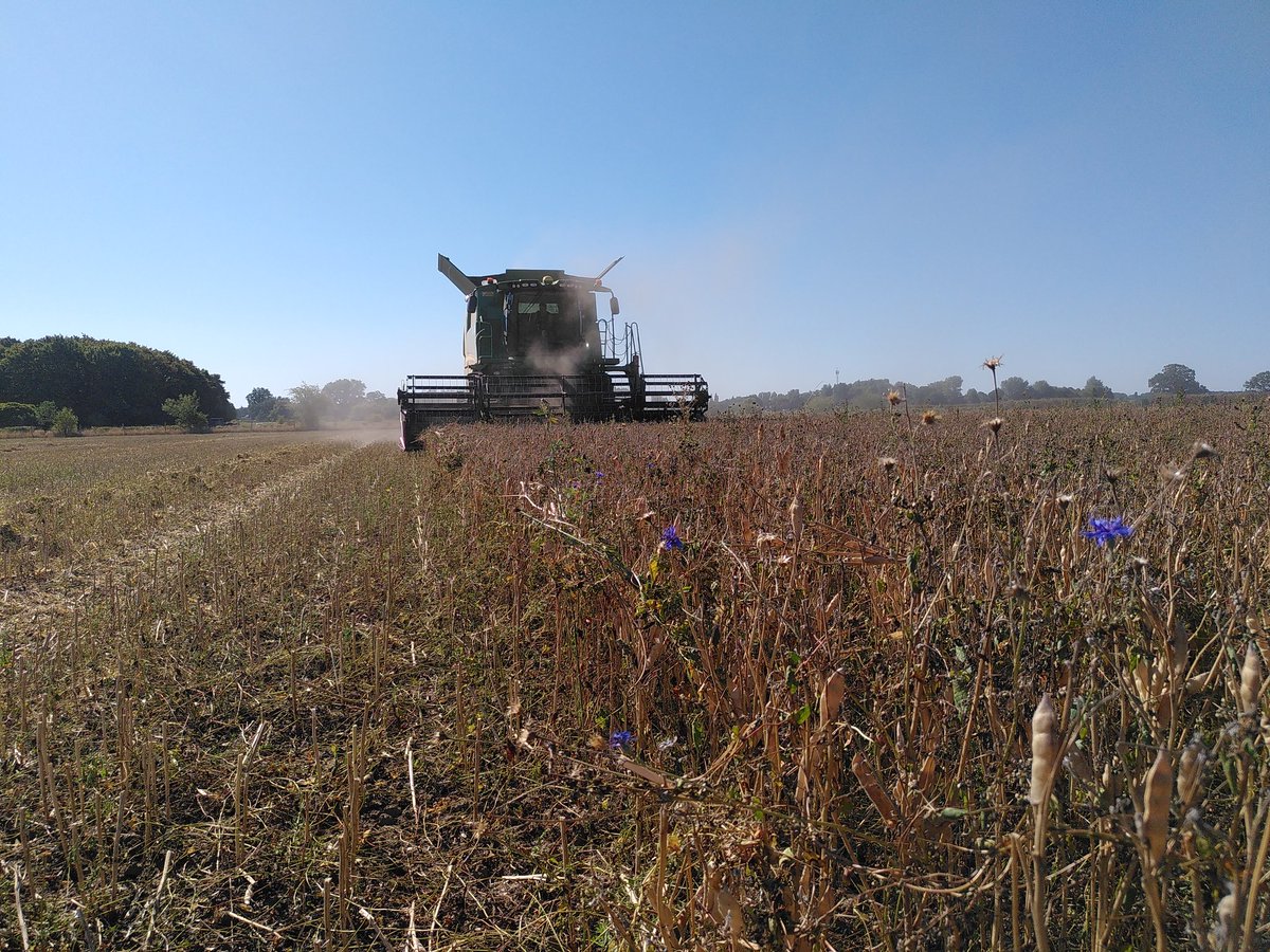 Keizersrande's tweet photo. Hopla, de lupine gaat eraf! We zijn benieuwd waar deze "gouden" boontjes op een bord terecht gaan komen. #lekkerlupine #eiwittransitie #dikkejohndeere https://t.co/I66U2i8FmP