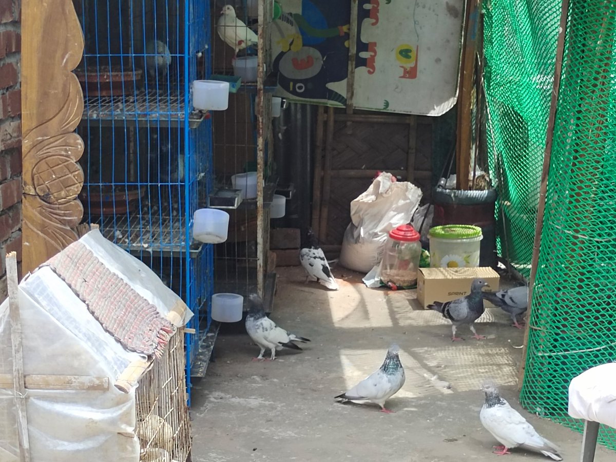 rasscp's tweet photo. Prayer is innocence’s friend; and willingly flieth incessant ‘twist the earth and the sky, the carrier-pigeon of heaven.
My rooftop friends...
#pigeon #savetheanimal #SaveTheWilds #savetheplanet https://t.co/CjsQaCIWKI