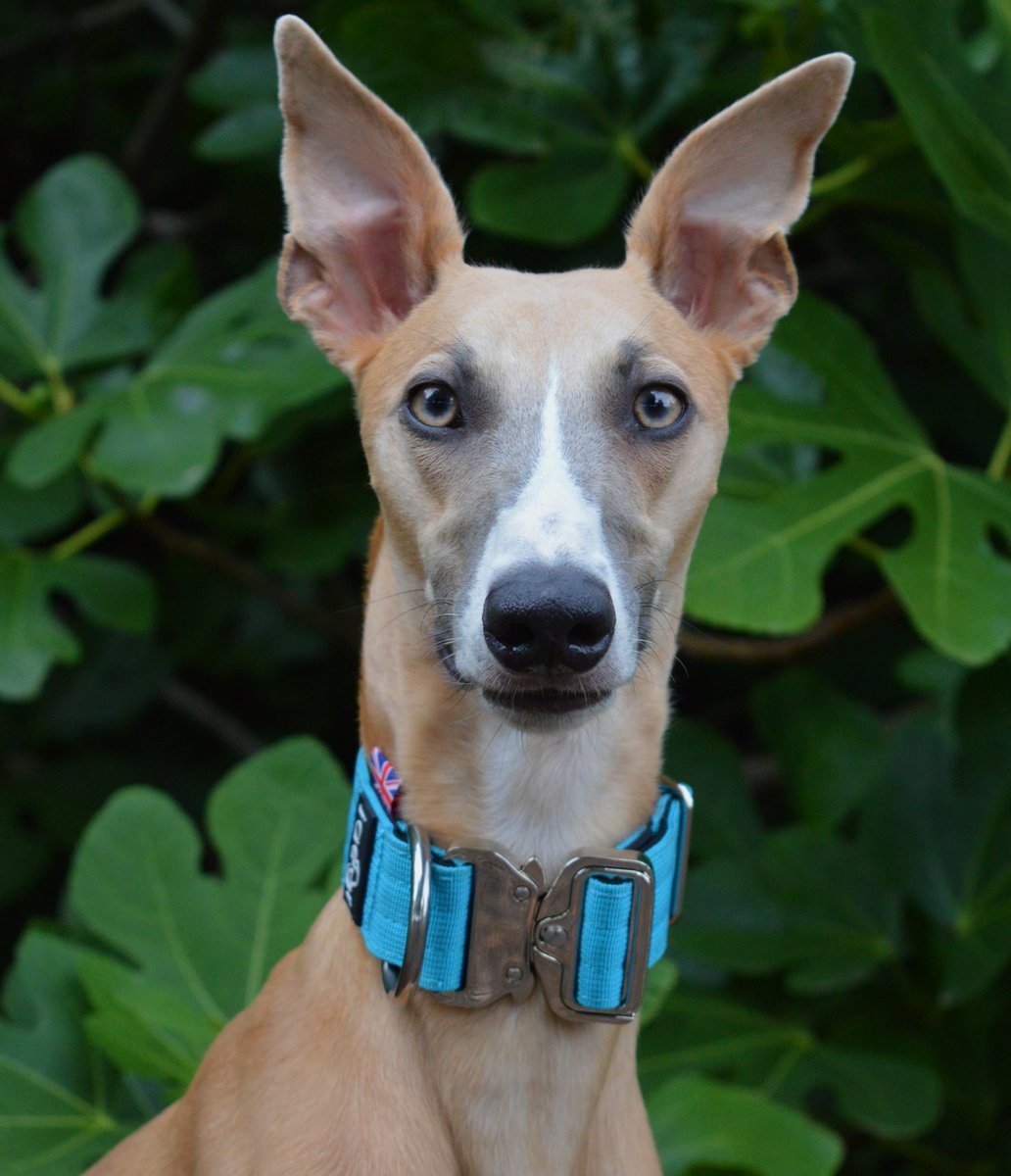 Oops another new collar 😁😁 we got these a couple weeks ago 😍
