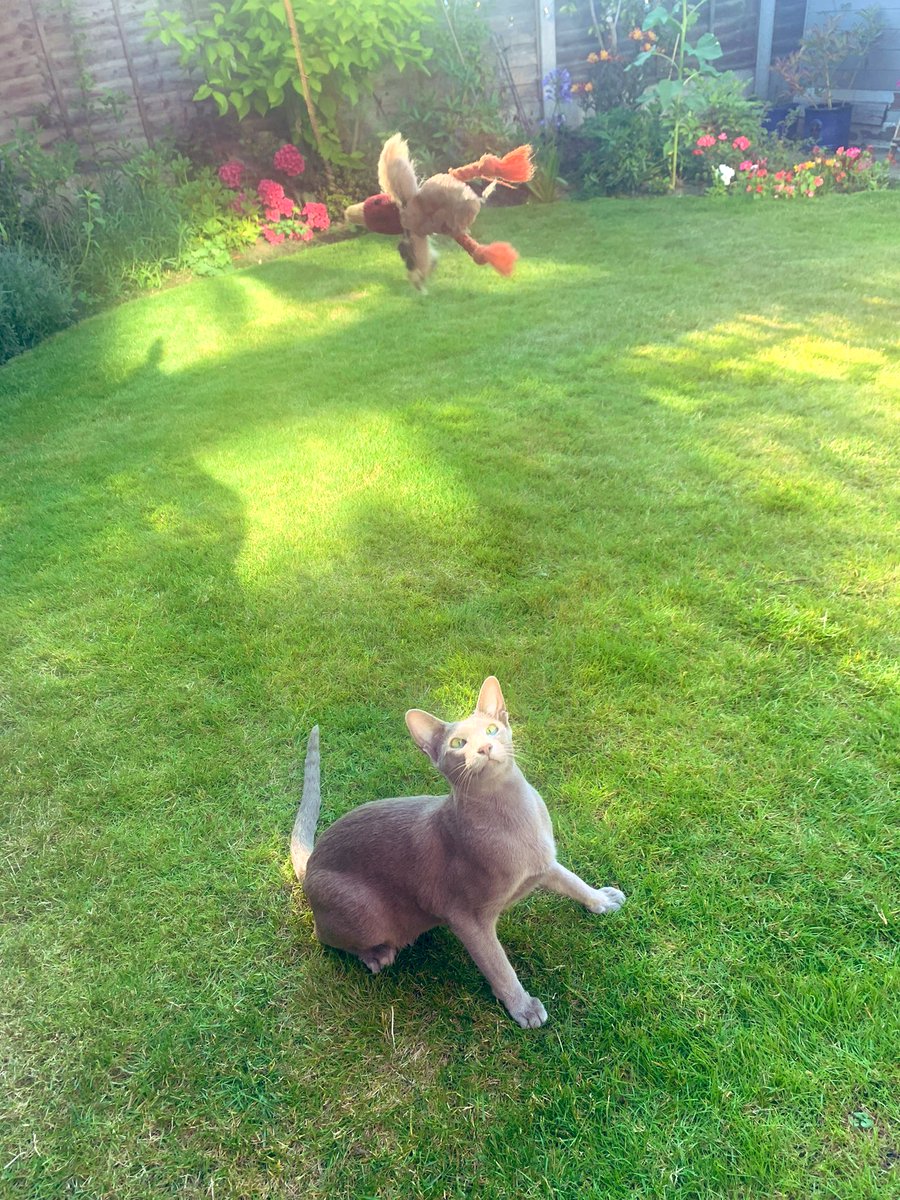 Emblyn3's tweet image. Happy #Caturday my furriends!!!