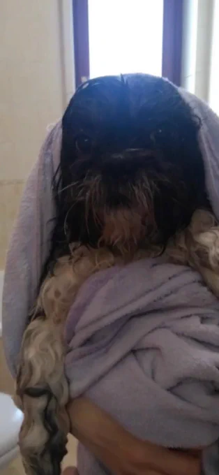 Such horrid gremlin 