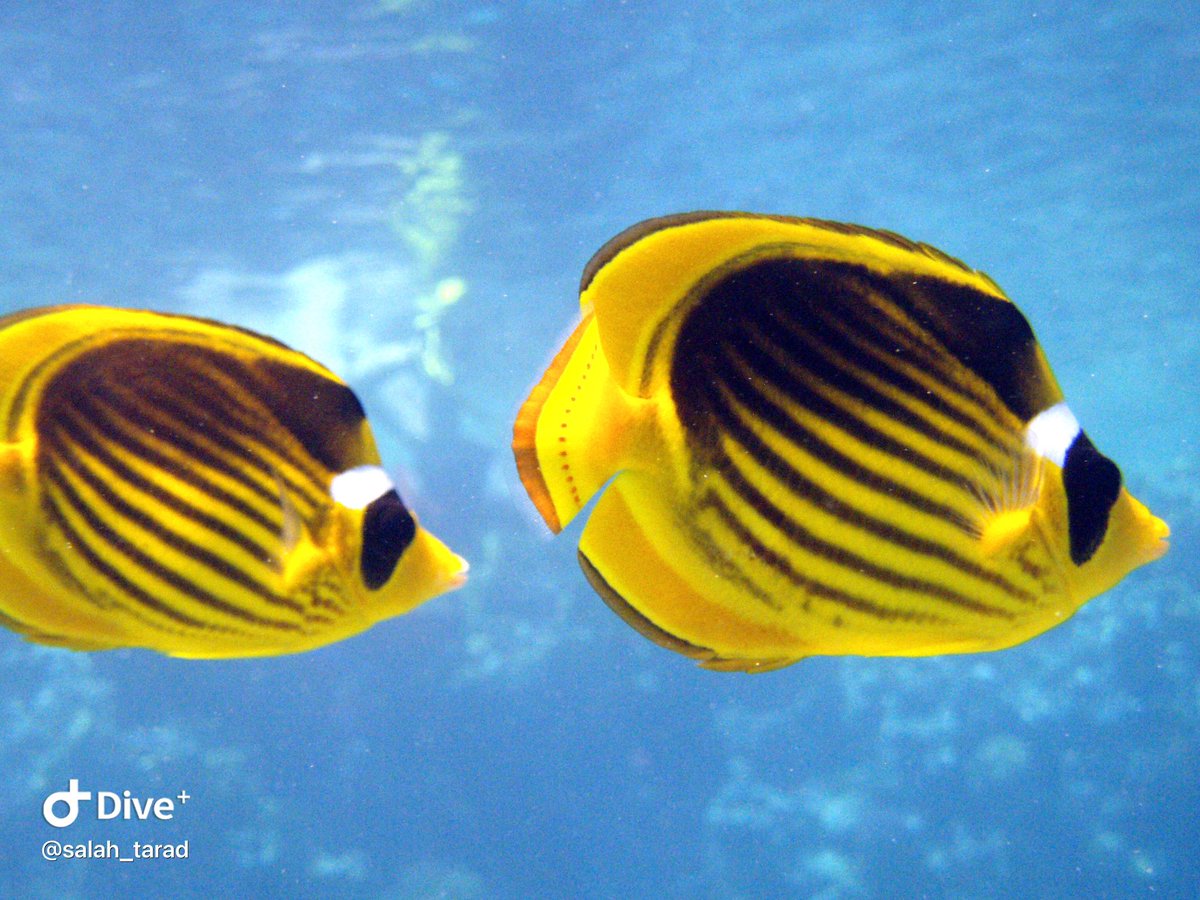 NesimaDiving's tweet photo. Good morning 
#redsea #fish #diving #dahab https://t.co/HsrVVlCnxI