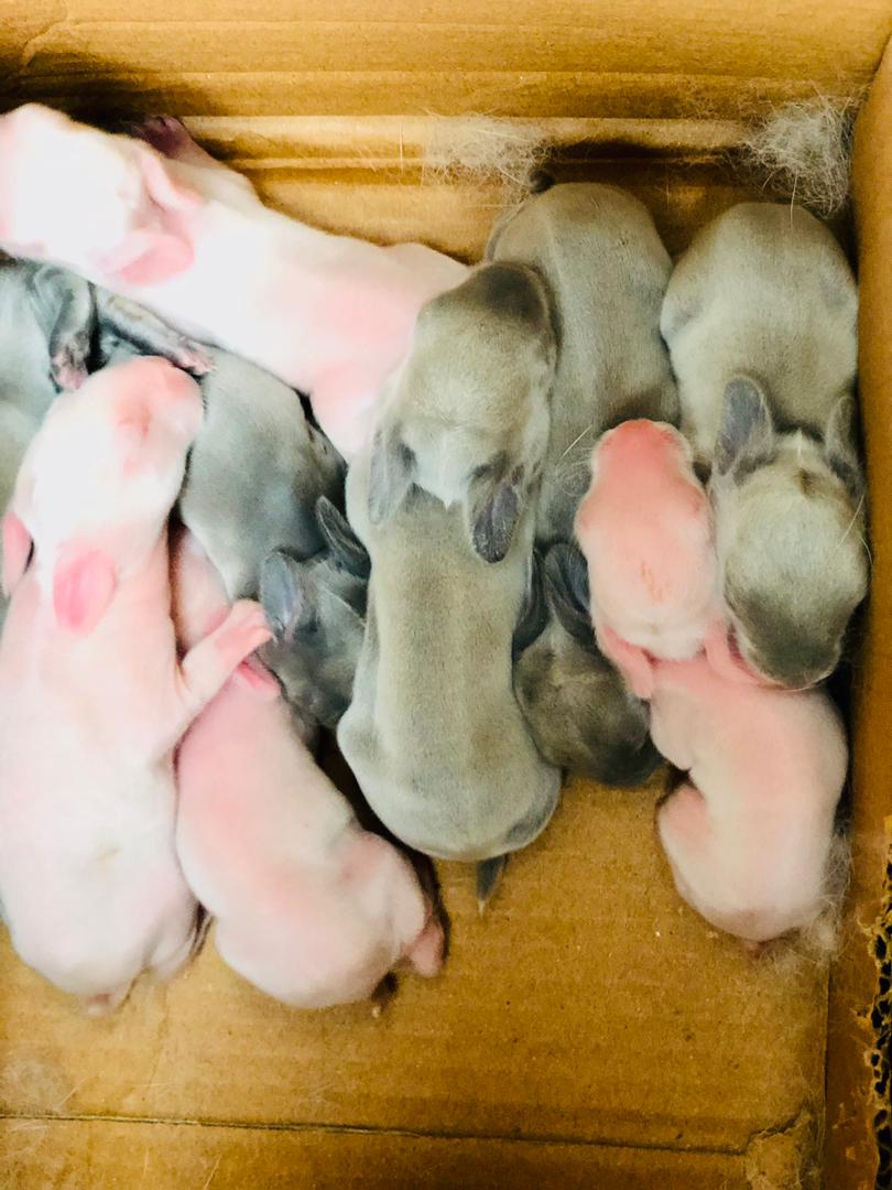 simplysoft007's tweet photo. Book your Quality and Pure breed of Rabbits at an affordable price🤗🤗😁😘🐰🐰🐰

I've gat different breeds such as
Chinchilla 
New Zealand white
Palomino 
Dutch 
Hylas 
ETC. 

WhatsApp line
08114514635

Help a brother out by retweeting 😊😊

#ASUU 
#SportyBet https://t.co/v4dfTRi1hW