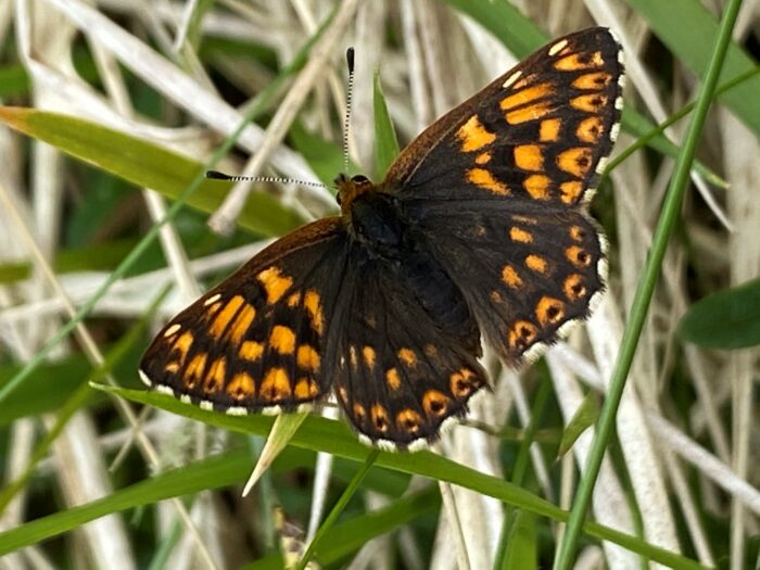 A rare species of butterfly is being studied on a wildlife conservation course, which should lead to it thriving. And it’s all thanks to Cirencester Golf Club thegolfbusiness.co.uk/2022/08/the-bu…