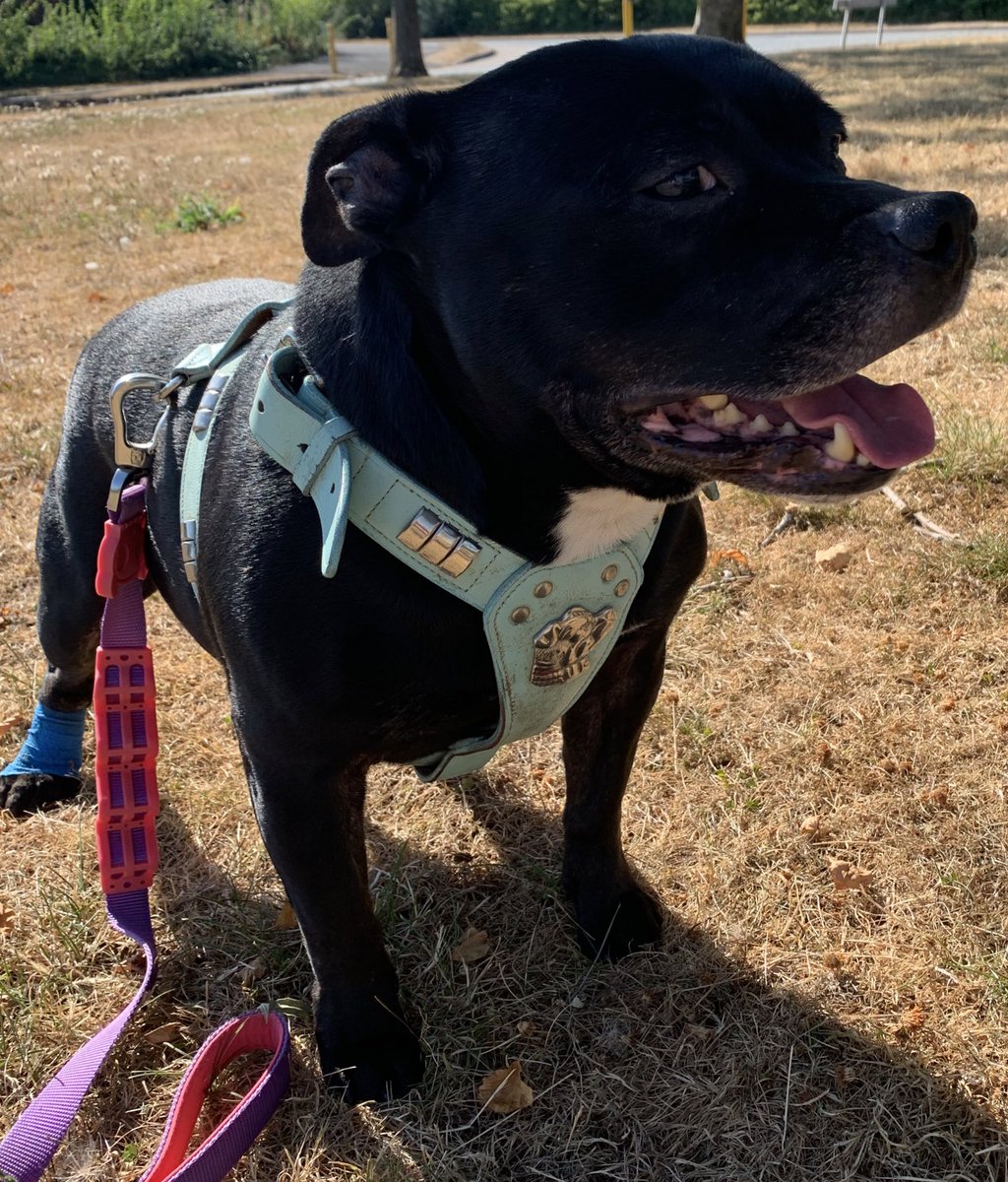 Mornin every #staffy #pitbull Lover across the World! Luv Bust! <a href="/StaffieSaturday/">Staffie Saturday</a> remember to #hydrate my furry Bros n Sisters #dogsarefamily <a href="/IStaffies/">We Love Staffies</a> @staffizmir <a href="/JulesAllenxx/">Baby Frank & his teddy, Edward 🧸🏴󠁧󠁢󠁷󠁬󠁳󠁿</a> <a href="/pitbullsad/">Pit Bulls Against Discrimination</a> <a href="/Rosie5278/">🇺🇦 🌻 Sweet Staffy Valla ❤️🐶❤️</a> <a href="/rjanegibbons82/">Becca 🇬🇧🇺🇸</a> <a href="/queen_of_cups_/">queen of cups</a> <a href="/camillabarker/">Dr Camilla Darling</a> <a href="/Staffie_Lovers/">🐶🐾#DontBullyMyBreed🐾🐶</a> <a href="/Staffydownunder/">Staffy Down Under</a>