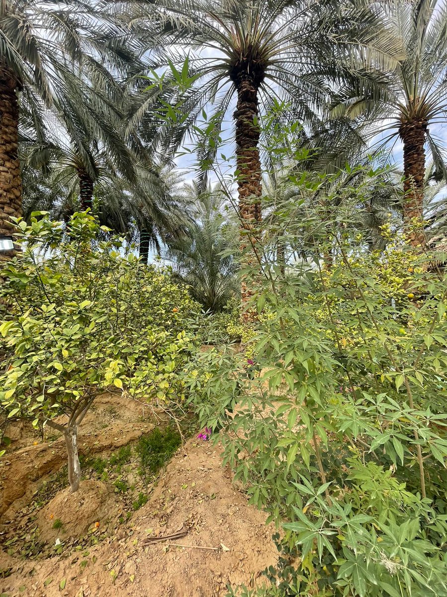 Farmandfarmer's tweet photo. يبدأ الفلاح و المزارع من الان بالتجهيز والاستعداد لفترة الغرس و الزراعة القادمة التي تبدأ منتصف شهر سبتمبر وتمتد ل قرابة ال ٣٠ يوماً https://t.co/C00qgUoQZV
