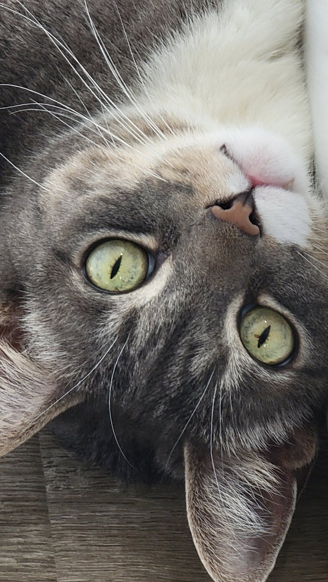 FrigidCube's tweet photo. Unfortunately no stream tonight guys, currently heading to a hotel to go to the beach in the morning. Should be live either tomorrow or the next day, see you guys soon! ๐ #FrigidCube #streamer #DUBBY #Trovo #Facebook #YouTube #cat https://t.co/cfHfBAvrAE