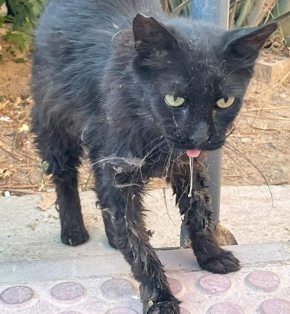 SilviaMylo's tweet photo. Ayuda para llevar a esta gatita al veterinario y alguien que pueda acogerla hasta que se  recupere, lleva meses así aguantando en la calle, sobrevive el animalito de milagro 😢
Lo que estará pasando sin nadie que se preocupe de su dolor 😢 💔 
Sevilla 
677 18 57 38 https://t.co/iSYnIy8aer