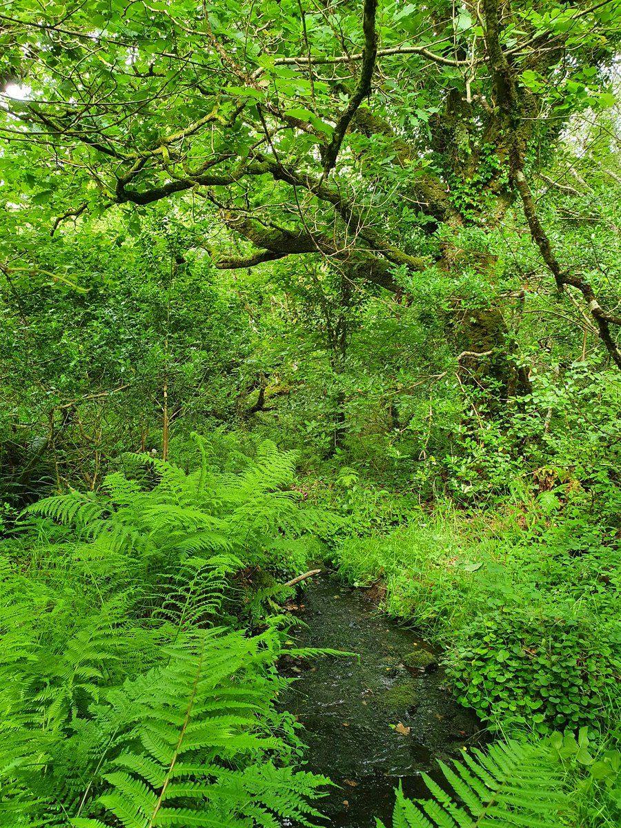 Ireland's Environmentalists tweet media