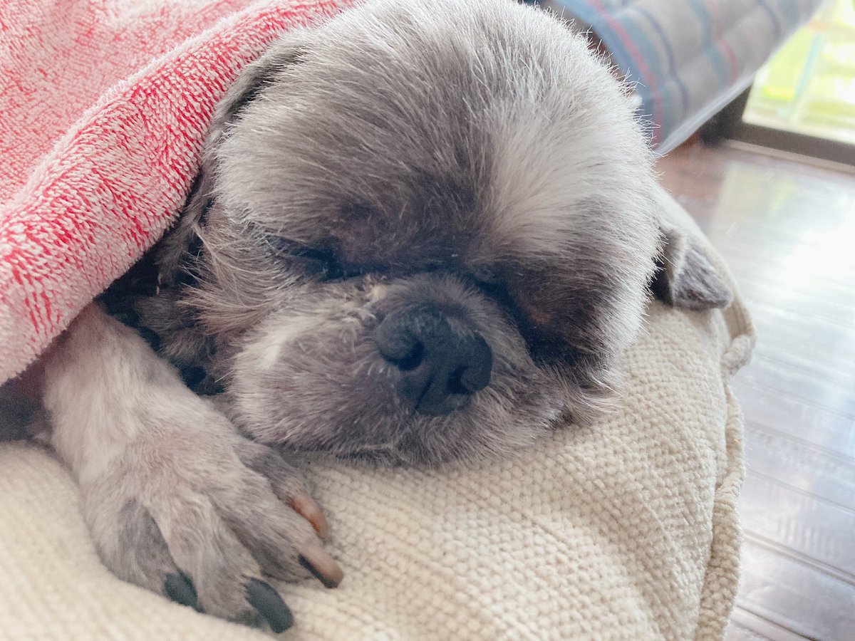 Fff6Sss19's tweet photo. すやすやおじいわん👨🏻‍🦳 https://t.co/OSLdeWoykS