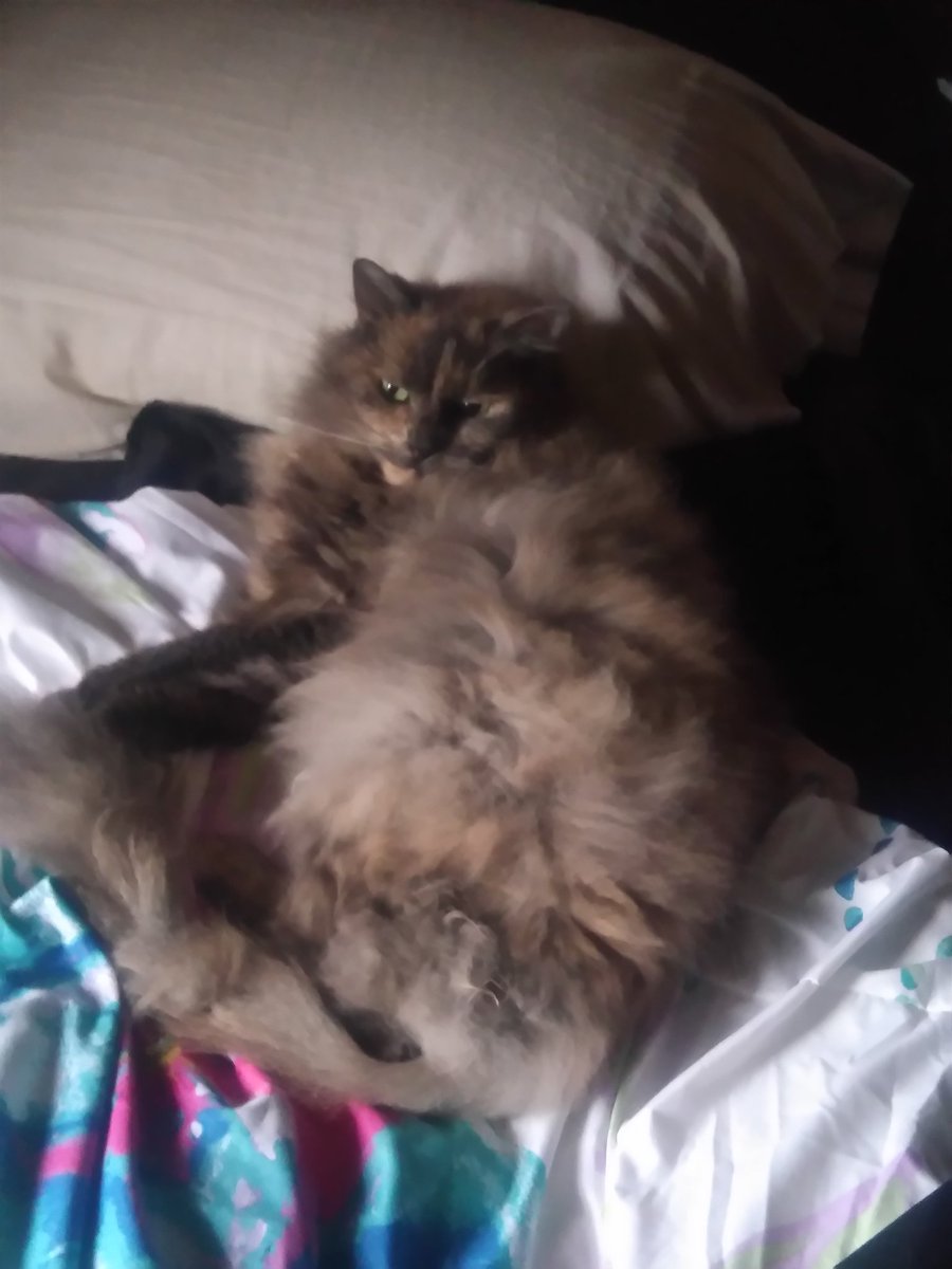 theonlyLambo's tweet photo. Penny finally learned how to use the pillow #CatsOfTwitter #CatsOnTwitter #AussieCats https://t.co/flg4rns6ei