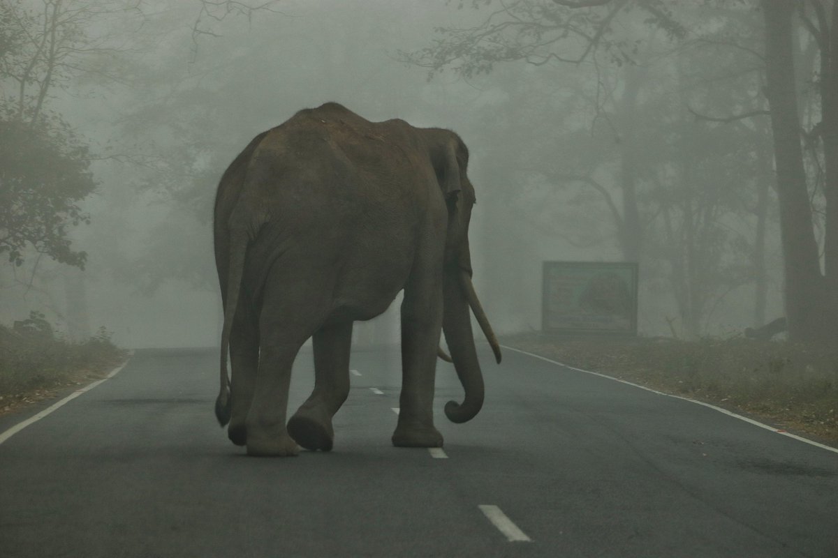 They say it's #WorldElephantDay and in my state they say you will never get bored looking at 3 things 'your mother',' Sea' and 'Elephant'
#ThePhotoHour #wildlife #WorldElephantsDay