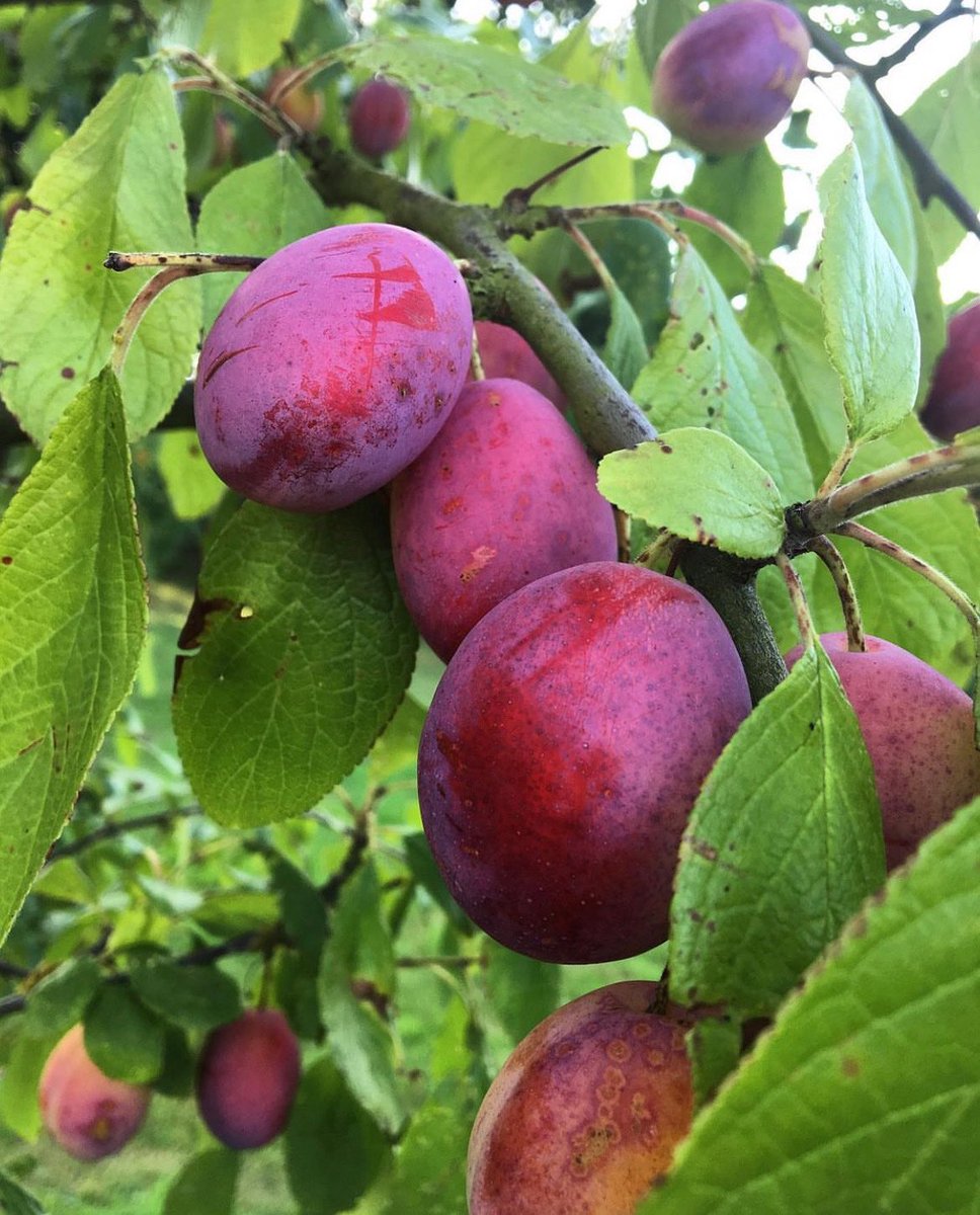 droveorchards's tweet photo. The Victoria Plums are now ready for PYO..🧺🌳 plump and delicious, they’re perfect just as they are or made into jam 😋
A reminder to please bring your own bags or baskets 🧺 Happy picking!
#pyo #ripeandready #victoriaplums https://t.co/ZuhD8T4D2Y
