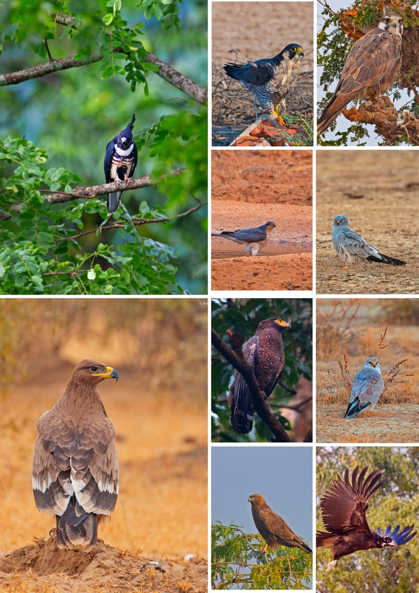 ghosh_adhirup's tweet photo. Raptors of India (1st Set)

List in comment section

@NatureIn_Focus @Britnatureguide @SanctuaryAsia @NGTIndia @IndiAves @indianwildlifes @BBCEarth 

#birds #BirdTwitter #birdwatching #BirdsSeenIn2022 #birdphotography #Raptors #birdsofindia #raptorsofindia #wildlifephotography https://t.co/bcCdaT90Ae