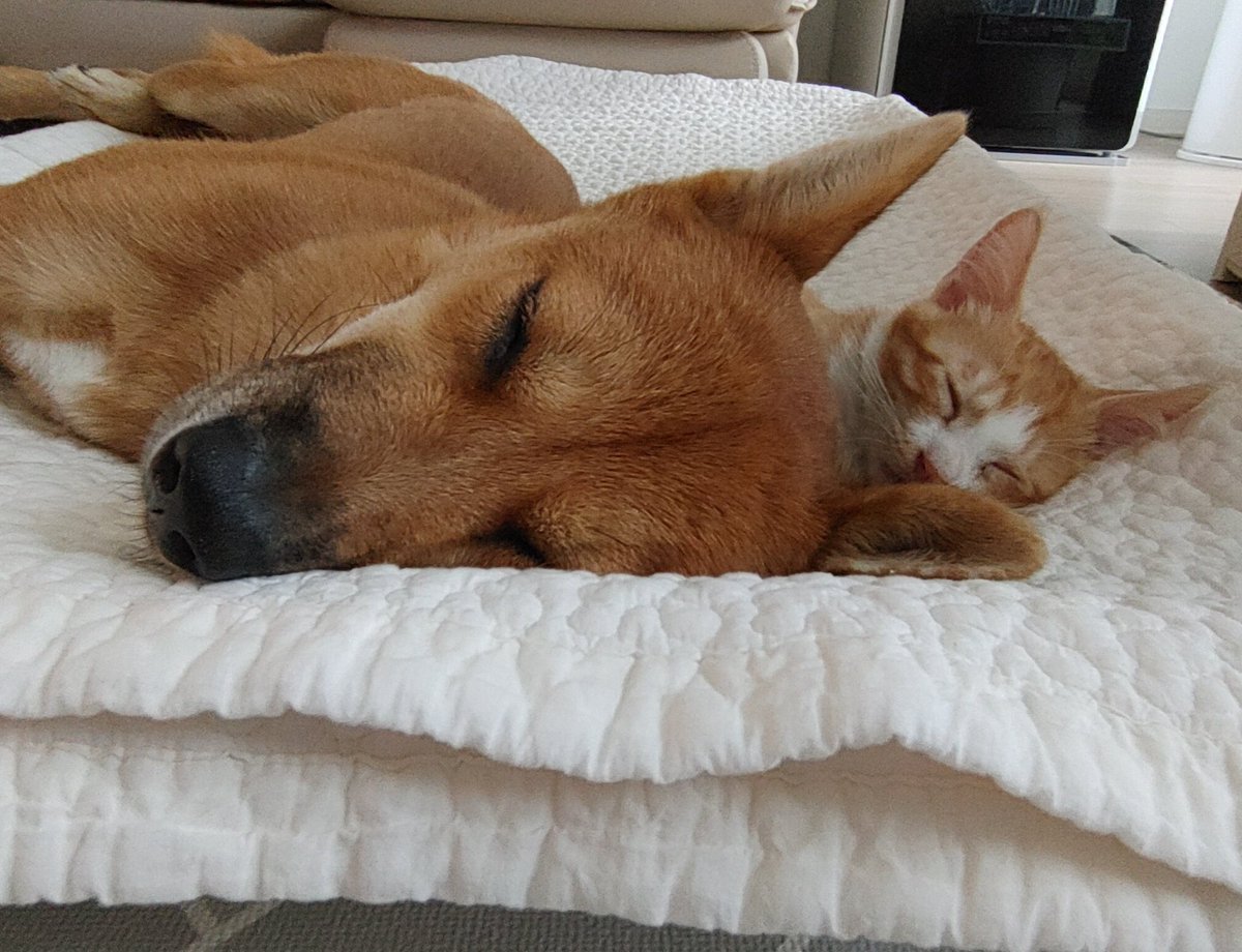 쏠티네나비랑돌비 tweet media