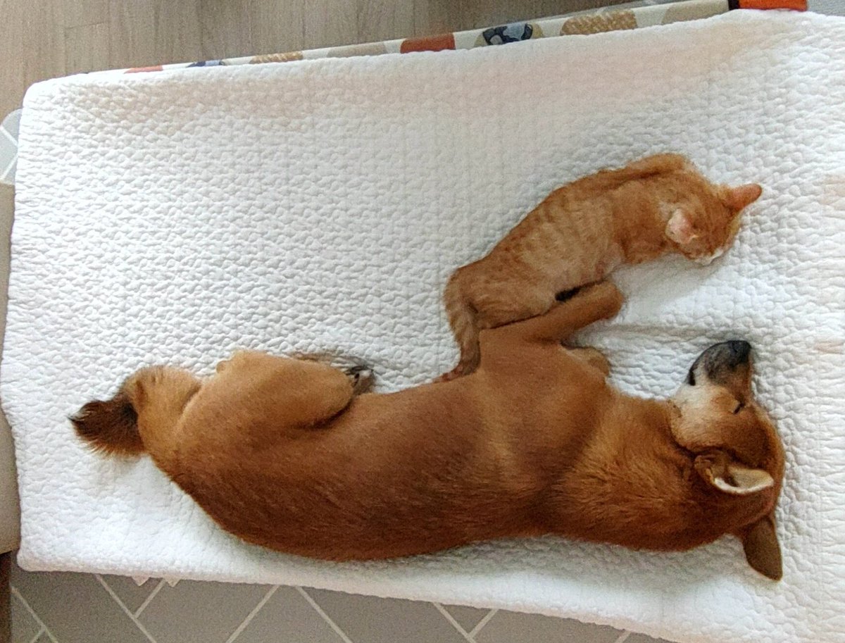 쏠티네나비랑돌비 tweet media