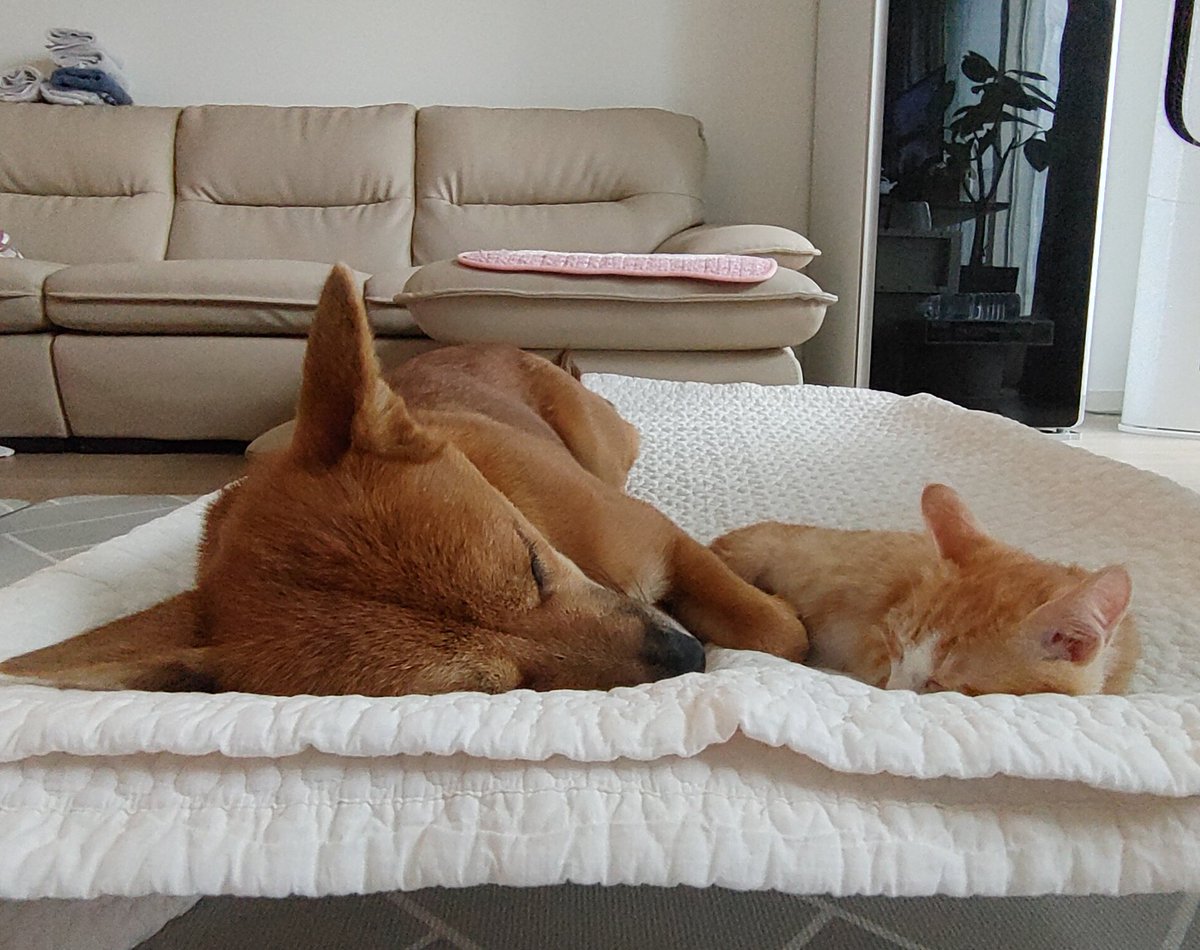 쏠티네나비랑돌비 tweet media