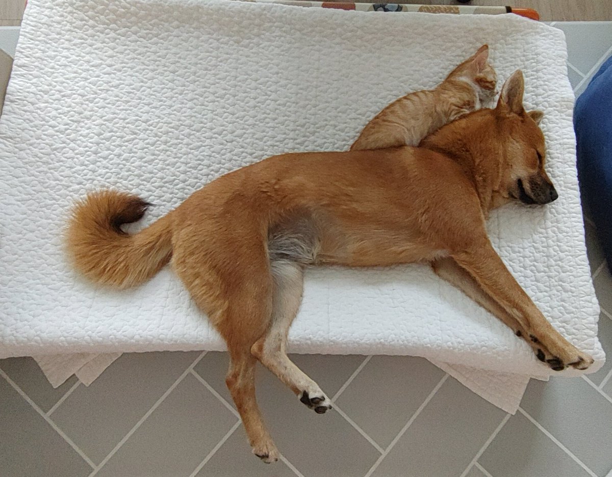 쏠티네나비랑돌비 tweet media