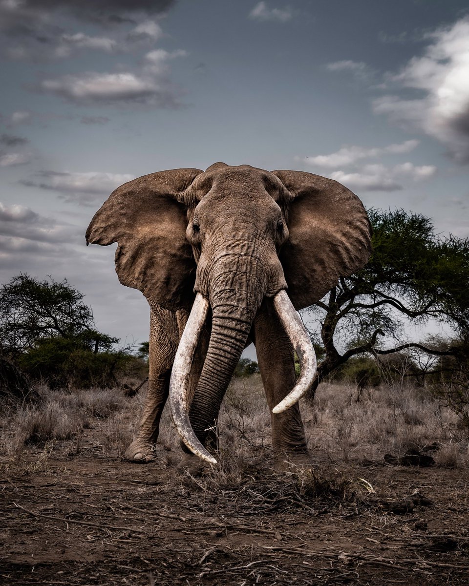 There are less than 20 super tuskers left and Craig is one of them. If we don’t act now, our future generations will only be able to see these magnificent animals in pictures. Save the Elephant ❤️
#WorldElephantDay #WildlifePhotography #TembeaKenya #Africa #AmboseliNationalPark