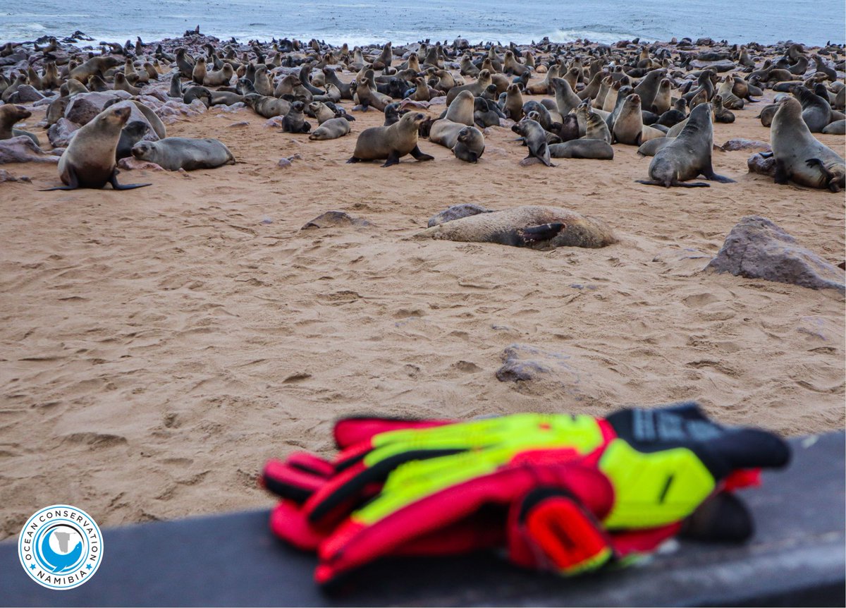 OCNamibia's tweet photo. Gloves are vital for our rescues - yes there have been occasions where a team member was bitten, nothing too severe though #ocn #realrescues #capecross #namibia #oceanconservation https://t.co/503f00W7BR