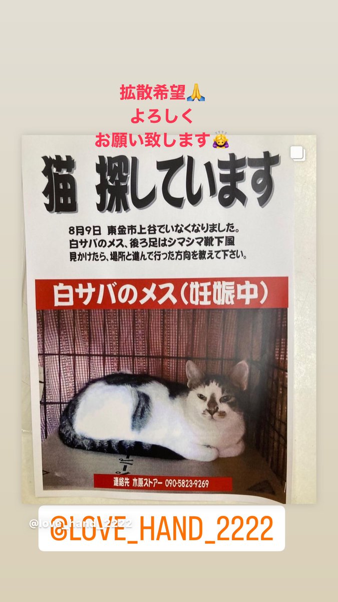 wndcx's tweet photo. 猫ちゃんを探しています❗️
(代理で投稿いたします)

東金市上谷付近から8月９日早朝
迷子になってしまいました❗️

保護主さんが必死で探して居ますが
目撃情報がありません

どうか無事に保護できるように
拡散のご協力お願い致します🙇‍♀️ https://t.co/6klprJ68BM