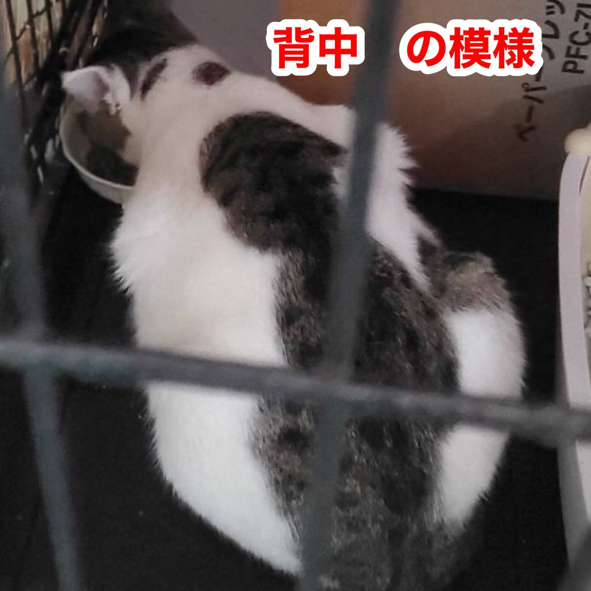 wndcx's tweet photo. 猫ちゃんを探しています❗️
(代理で投稿いたします)

東金市上谷付近から8月９日早朝
迷子になってしまいました❗️

保護主さんが必死で探して居ますが
目撃情報がありません

どうか無事に保護できるように
拡散のご協力お願い致します🙇‍♀️ https://t.co/6klprJ68BM