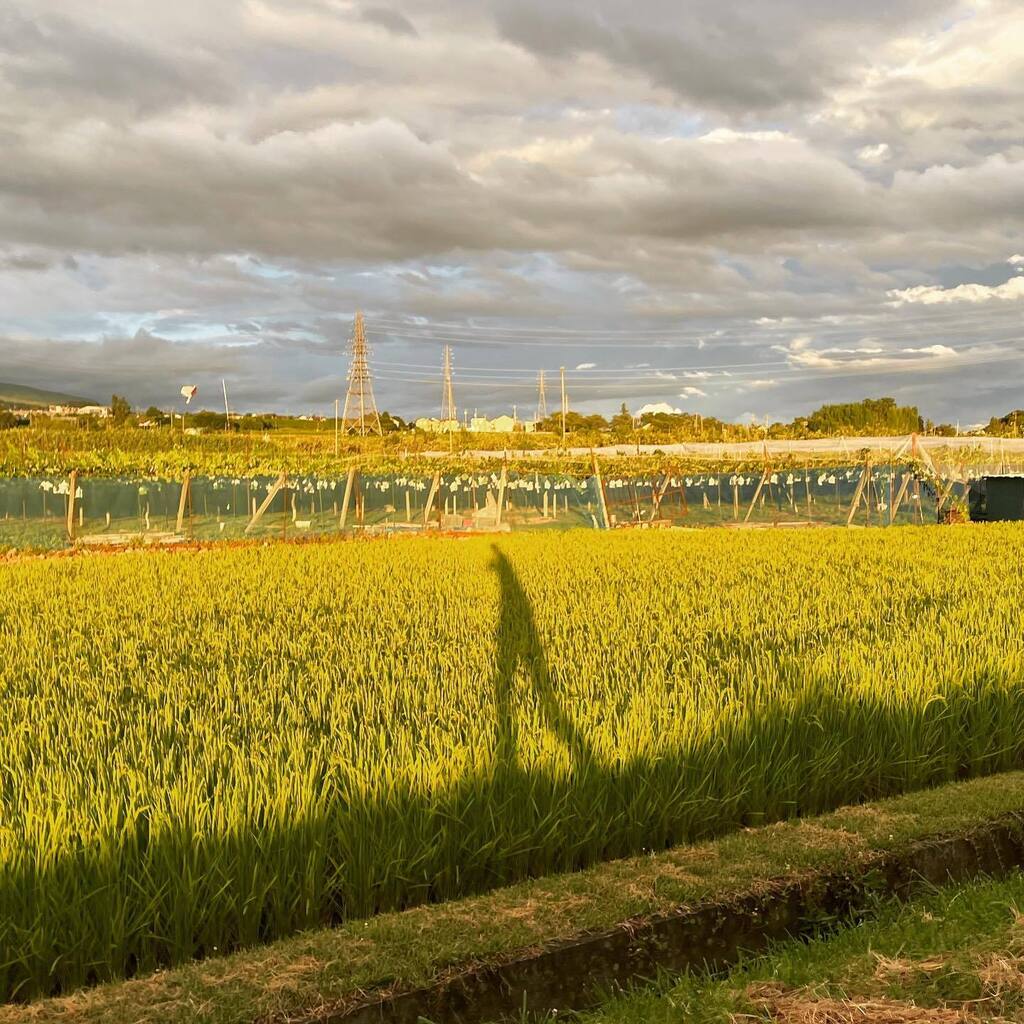 k_toyo's tweet image. Shadow 影
#shadow #ricefield #sky #clouds #running #vineyard #evening #影 #田 #空 #雲 #ランニング #葡萄畑 #夕方 instagr.am/p/ChMENZevZZw/