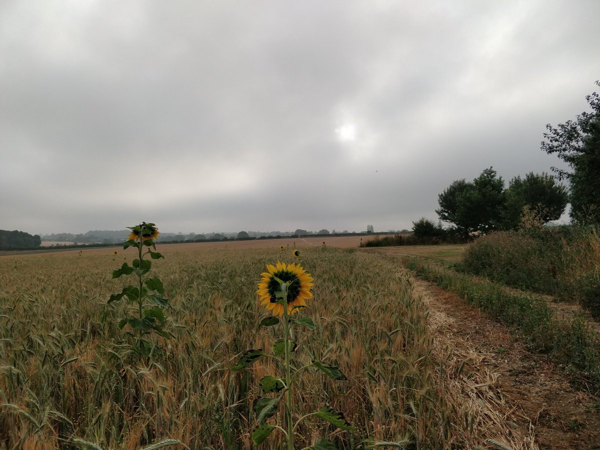 runcrypto's tweet photo. Here comes the sun ☀️ #running https://t.co/5Q0nXZcy9W