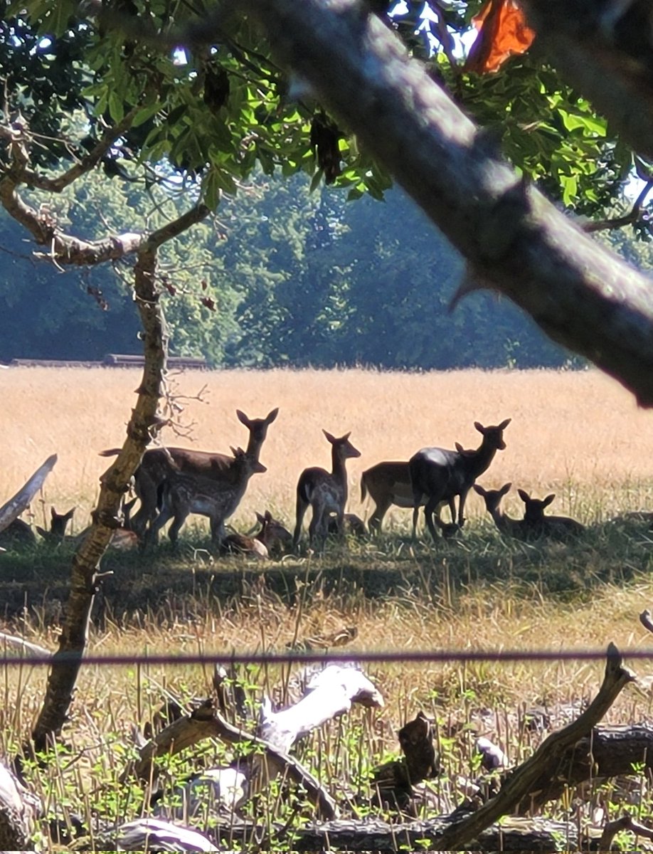 lolscott42's tweet photo. ON MY WAY BACK from delivering #Dotty’sCakes to the #ArtisanCafe in #Alby, I often take the #DottyMobile by #GuntonPark, just in case I can catch a glimpse of these shy #deer families, sheltering in the shade.  😋🍰🚘 https://t.co/gMp7of1a1r