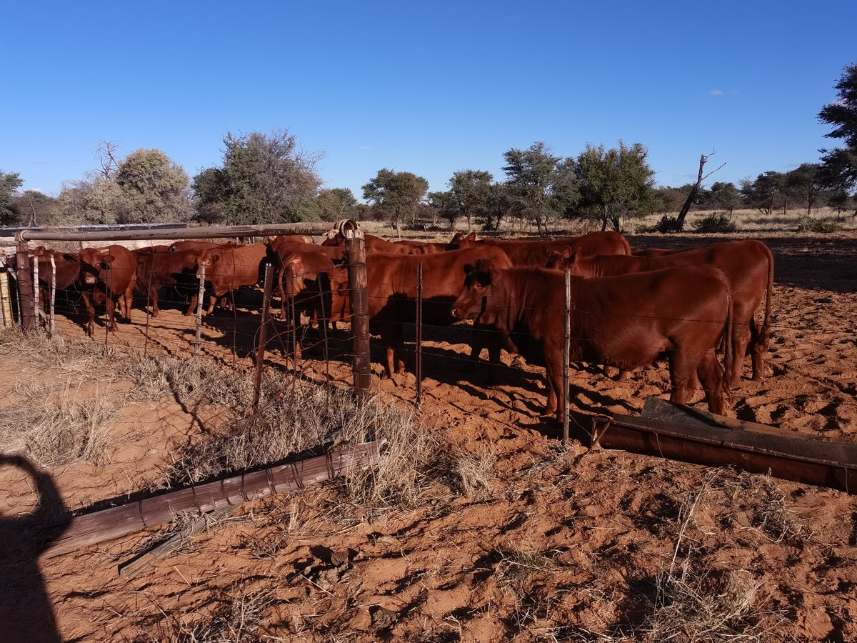 Black-monopoly tweet media