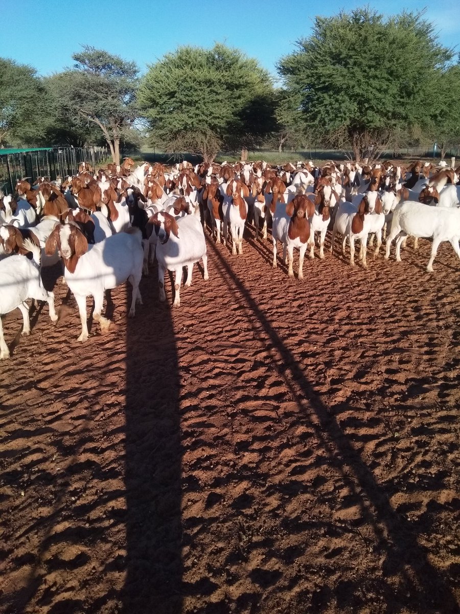 Black-monopoly tweet media