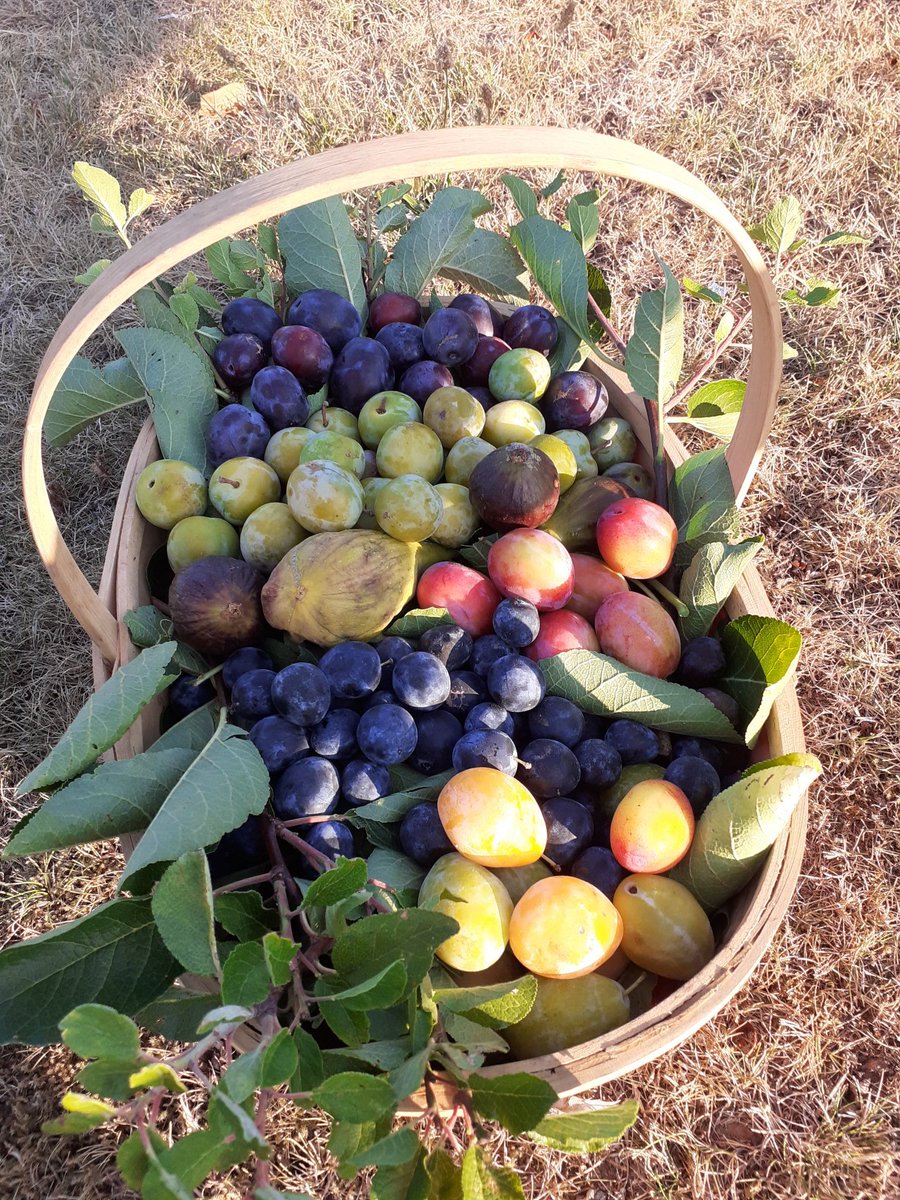 Basket of the day. Czars, Gages,Victoria's, Rodley blackjack, Egg plums and figs. Lots of these in farmshops around Evesham