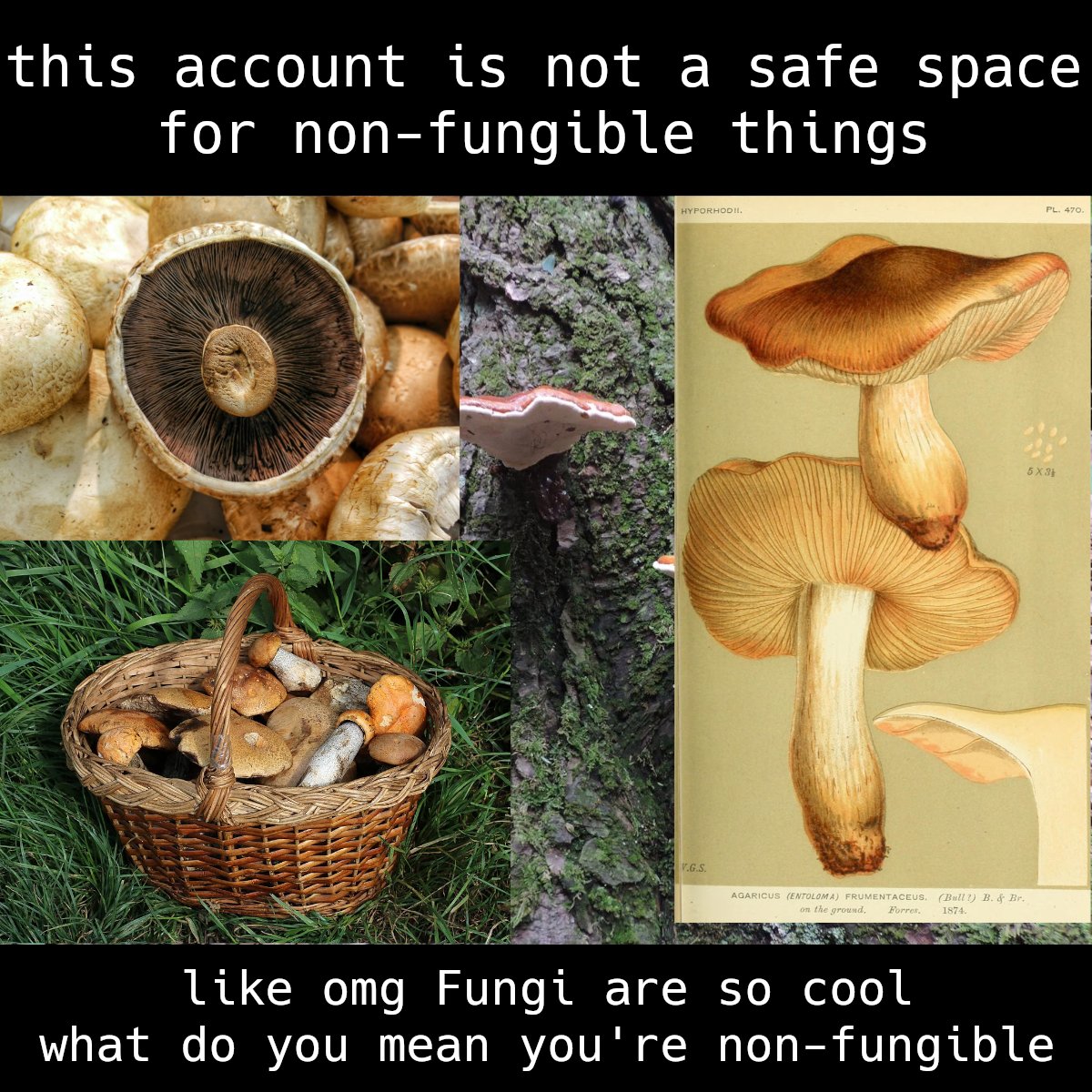 DomiUwU @domi@donotsta.re tweet media