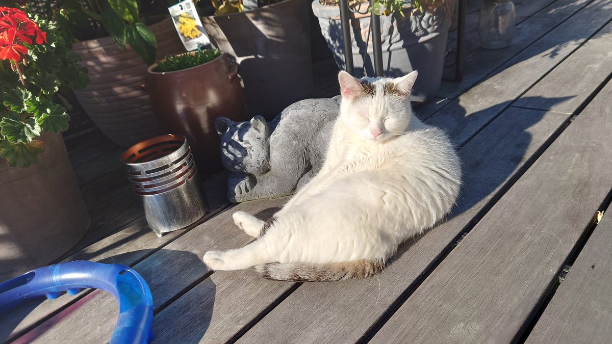 TWeinlein's tweet photo. Muss ja wahnsinnig bequem sein 🙈😅
#Muusi #Cats #CatsOfTwitter #Katze #KatzealsDeko #Katzen #Cat https://t.co/2bdQOB5HZQ