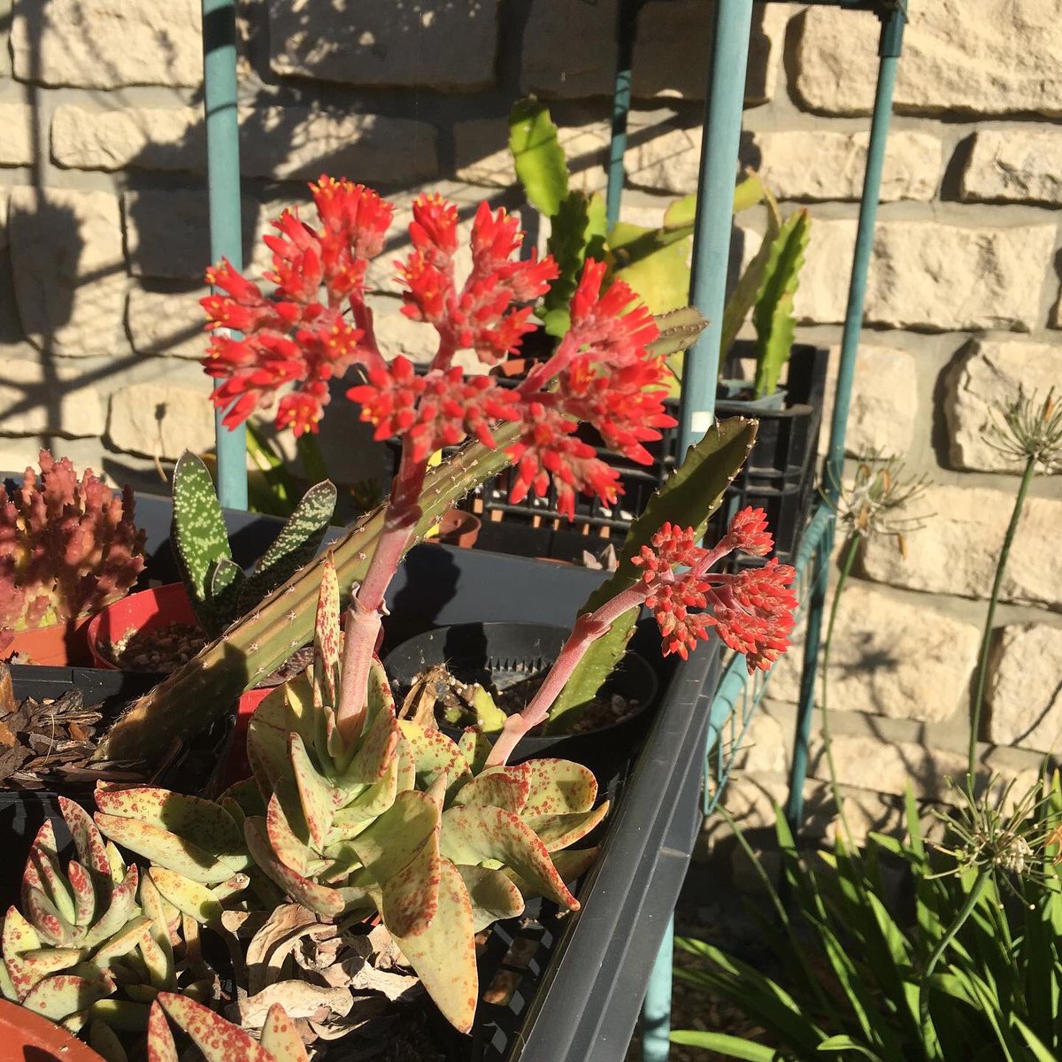 G27Marco's tweet photo. Jamais déçus avec les #fleurs de #cactees #cactus au #jardin !! https://t.co/SantODPKsj