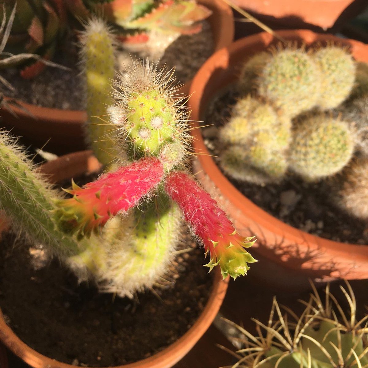 G27Marco's tweet photo. Jamais déçus avec les #fleurs de #cactees #cactus au #jardin !! https://t.co/SantODPKsj