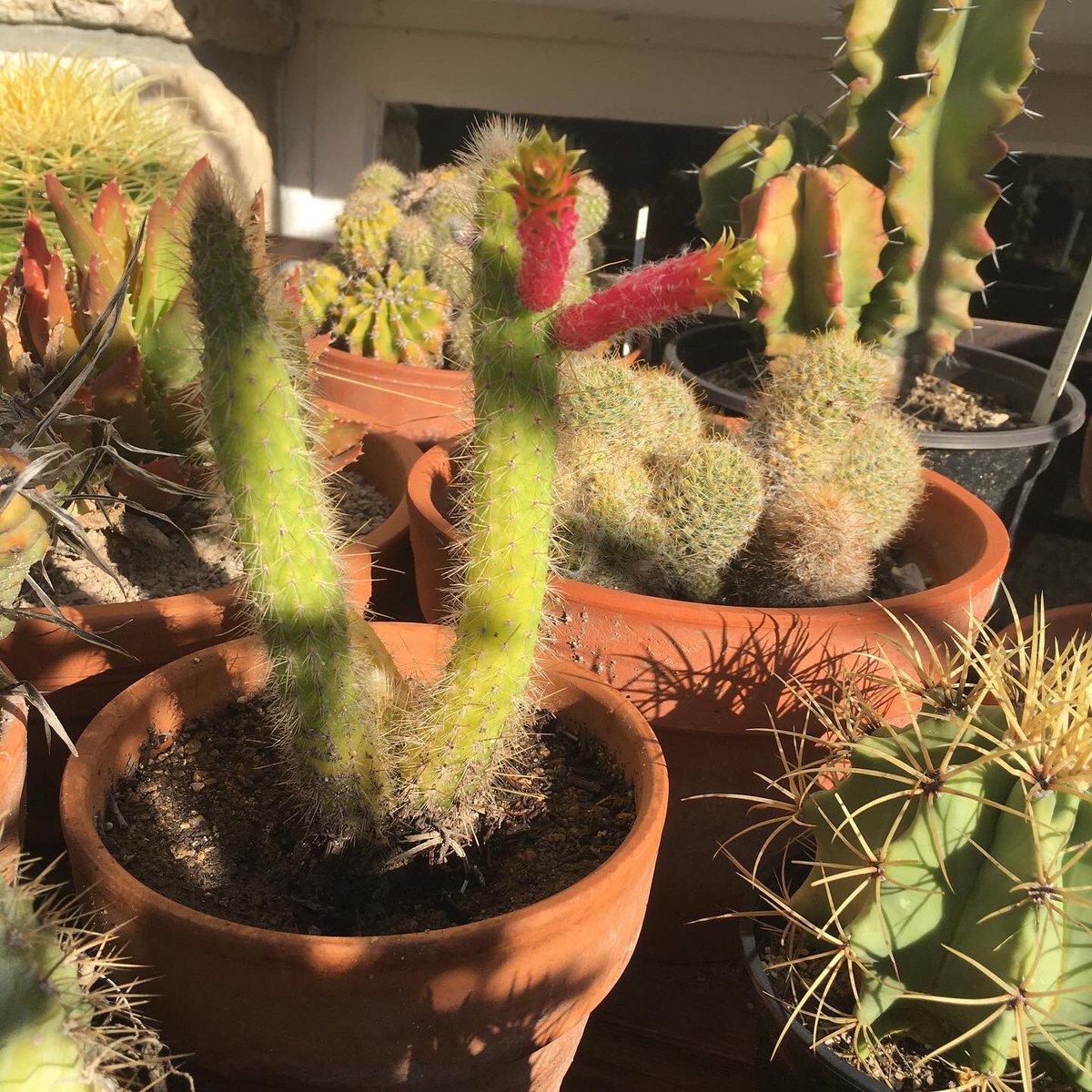 G27Marco's tweet photo. Jamais déçus avec les #fleurs de #cactees #cactus au #jardin !! https://t.co/SantODPKsj