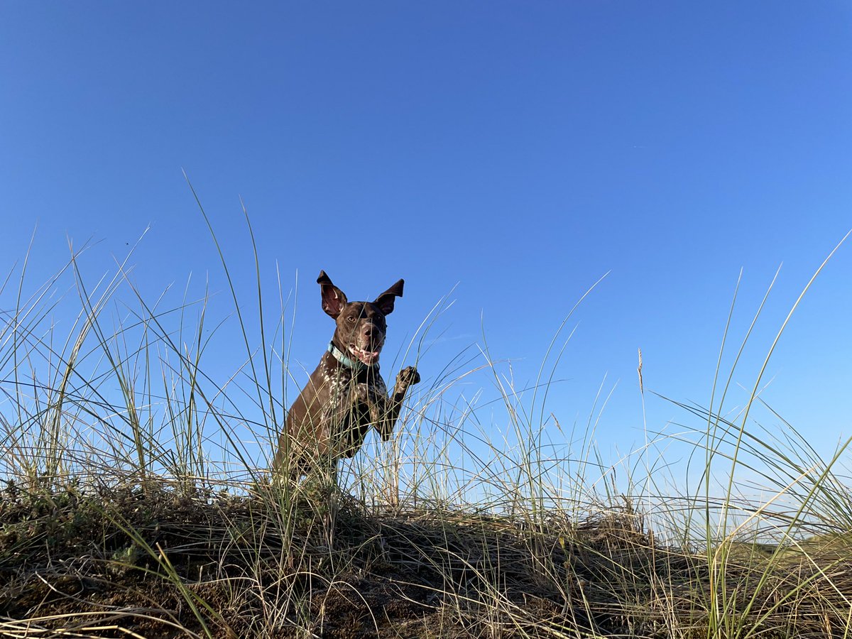 GilbertGSP's tweet photo. Hiya! #DogsOfTwittter #gsp https://t.co/gEidHfLExT