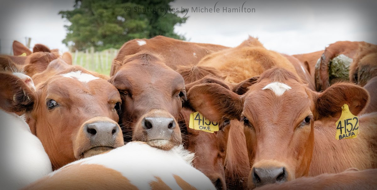 Hamiltons_Run's tweet photo. 20% of Australia’s Top 100 Aussie Red cows are ours in Aug #breedingvalues.
Photo shows Cluain 4152 Dove sire VIKBALFA (front right) as an 8mo heifer. You never know where destiny will take these breeding lines.
Daughter Cluain 4632 Dove has ranked number 8 in Aus.  
#Top100 https://t.co/VY8g0aHeTb