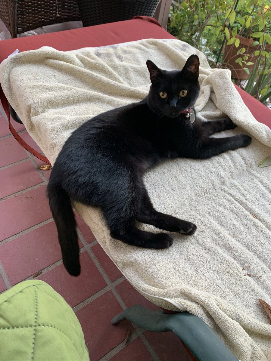 Snow2718's tweet photo. @franciscapra Look at this sexy meowdol. She only works on her time. #Blackcats #CatsOfTwitter. Sexy Luna. https://t.co/utGkpmRu2v