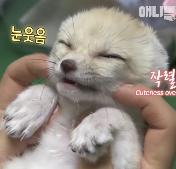 mingddo05's tweet photo. 민주 오늘 완전 애기사막여우 그자체임…… https://t.co/9O0FoabCtR
